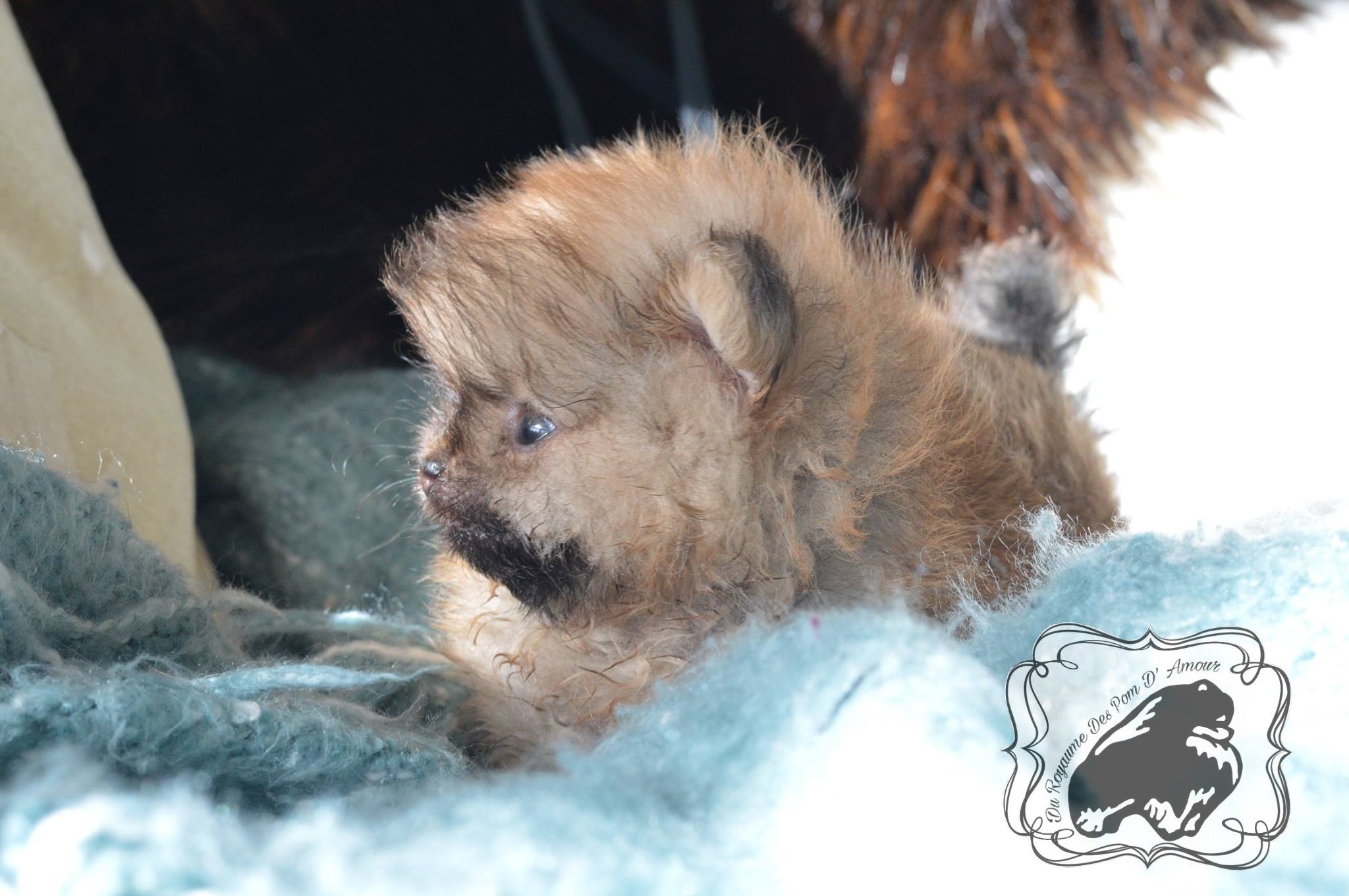 Prix D Un Spitz Pomeranien Du Royaume Des Pom D Amour