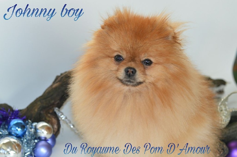 Prix D Un Spitz Pomeranien Du Royaume Des Pom D Amour