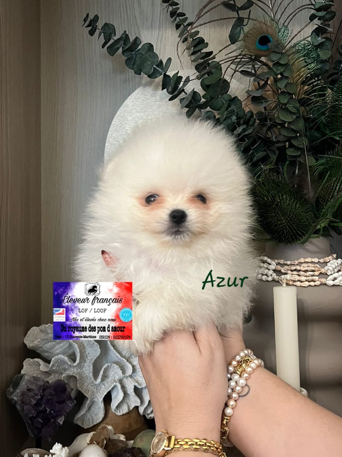 0da7c4c3-41b2-446e-bb93-ffcafa7c735e