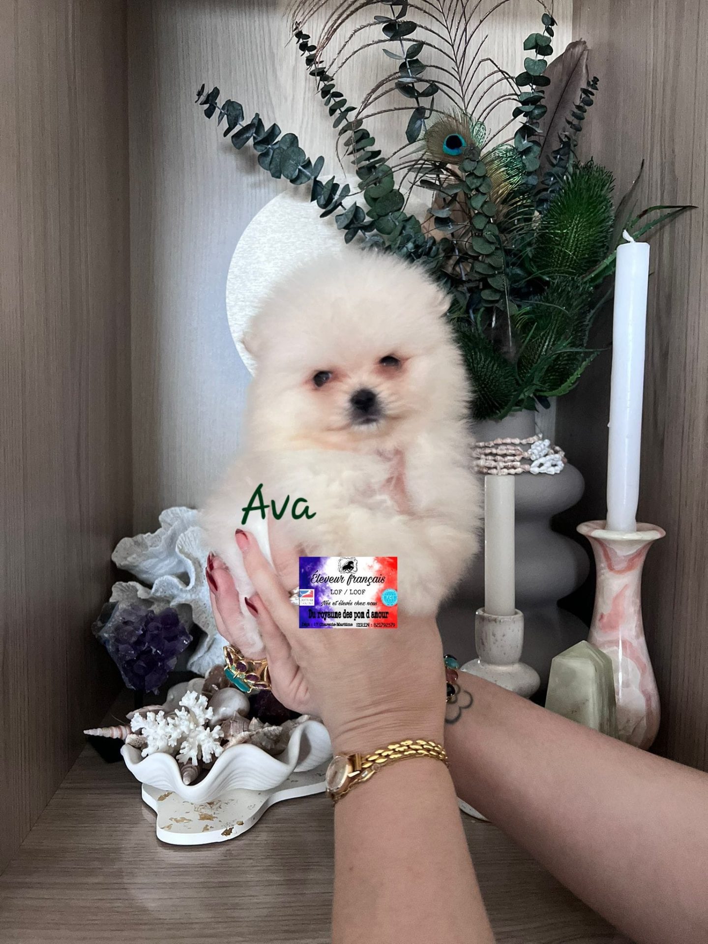 6219aefb-f70d-4ee3-ac96-e8194386d6d4