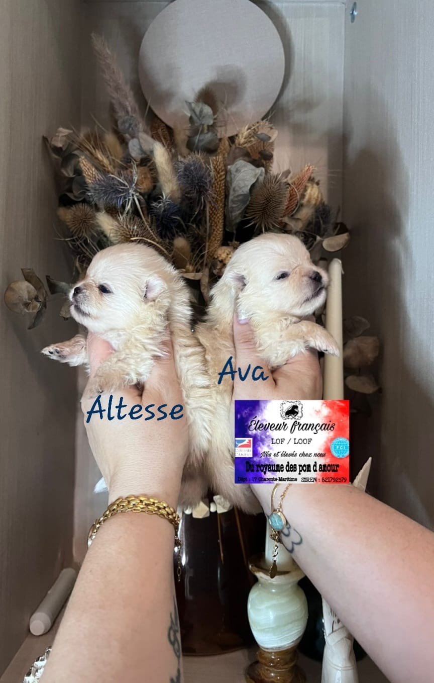 a74cf541-fa60-411b-8b03-59a730cfd416