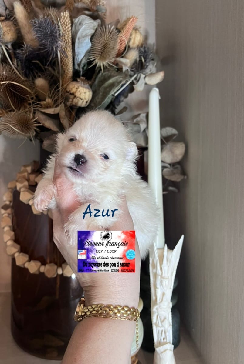 eb335a5b-6453-42be-ad61-1e0b654028f1